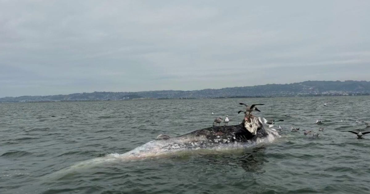 Two gray whales found dead in San Francisco Bay over the weekend