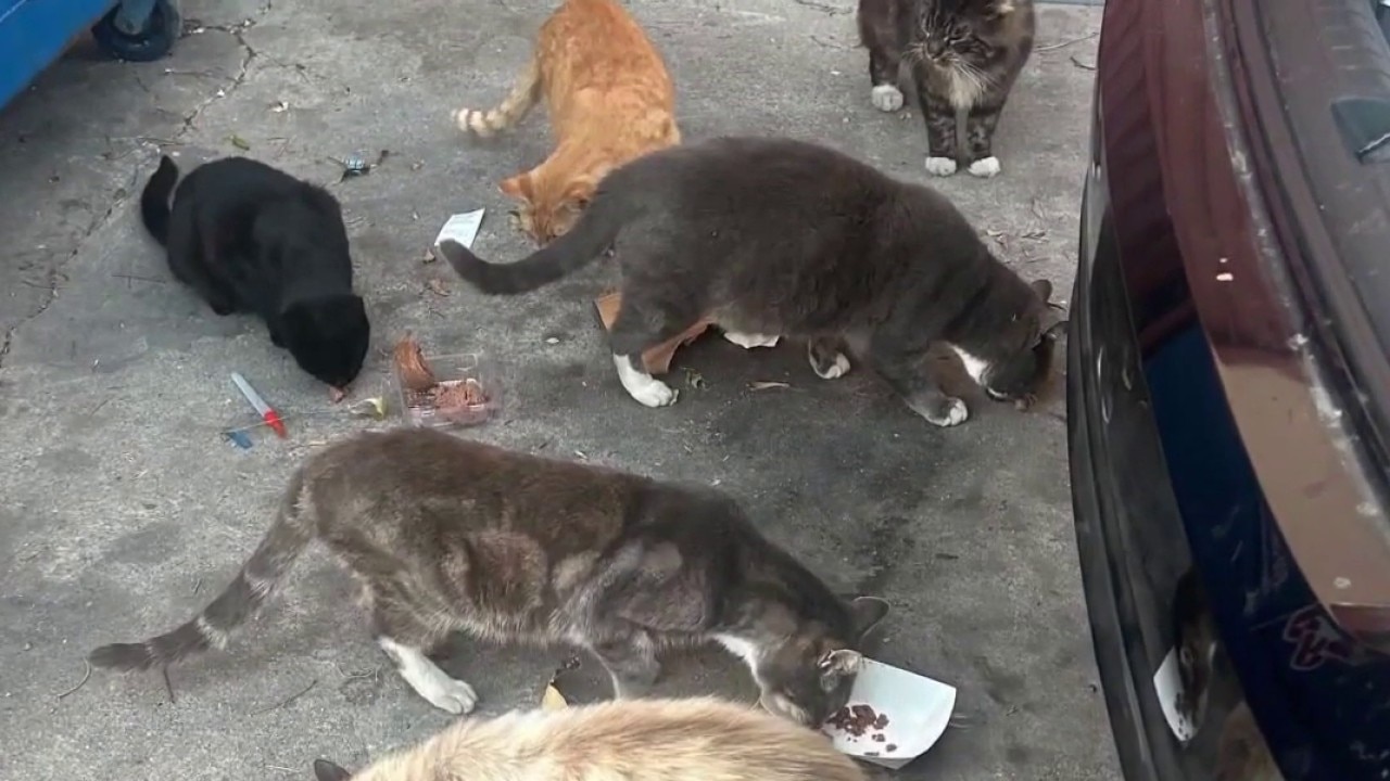 Cats found severely abused across Los Angeles