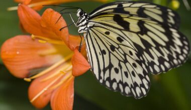San Diego Safari park opens butterfly jungle