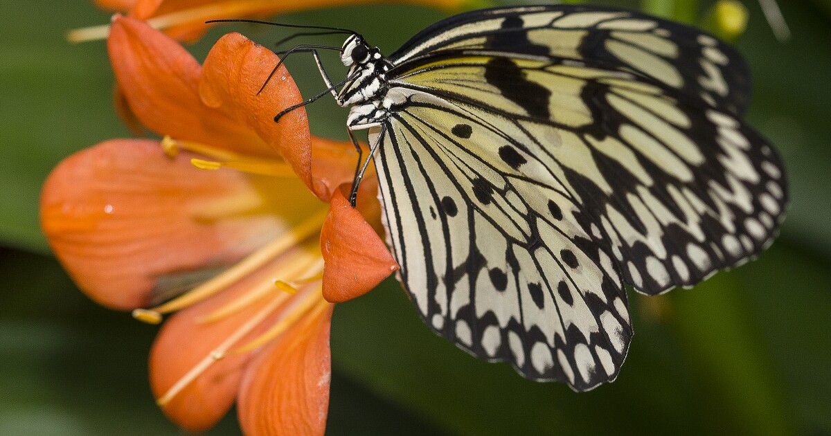 San Diego Safari park opens butterfly jungle