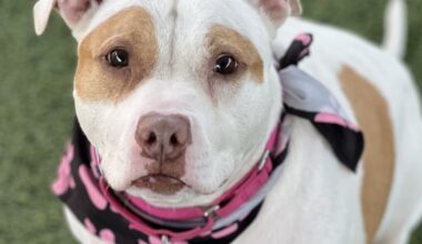 Pet of the Week: Joey