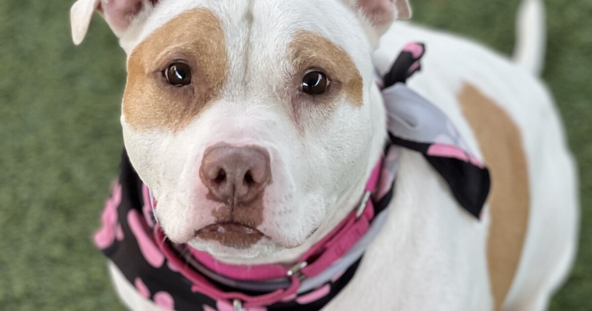 Pet of the Week: Joey