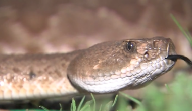 Rattlesnake sightings double at Mission Trails as heat builds across county
