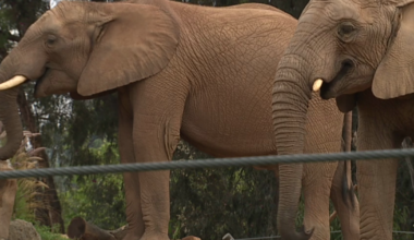 San Diego Zoo Safari Park in Escondido opens Denny Sanford Elephant Valley