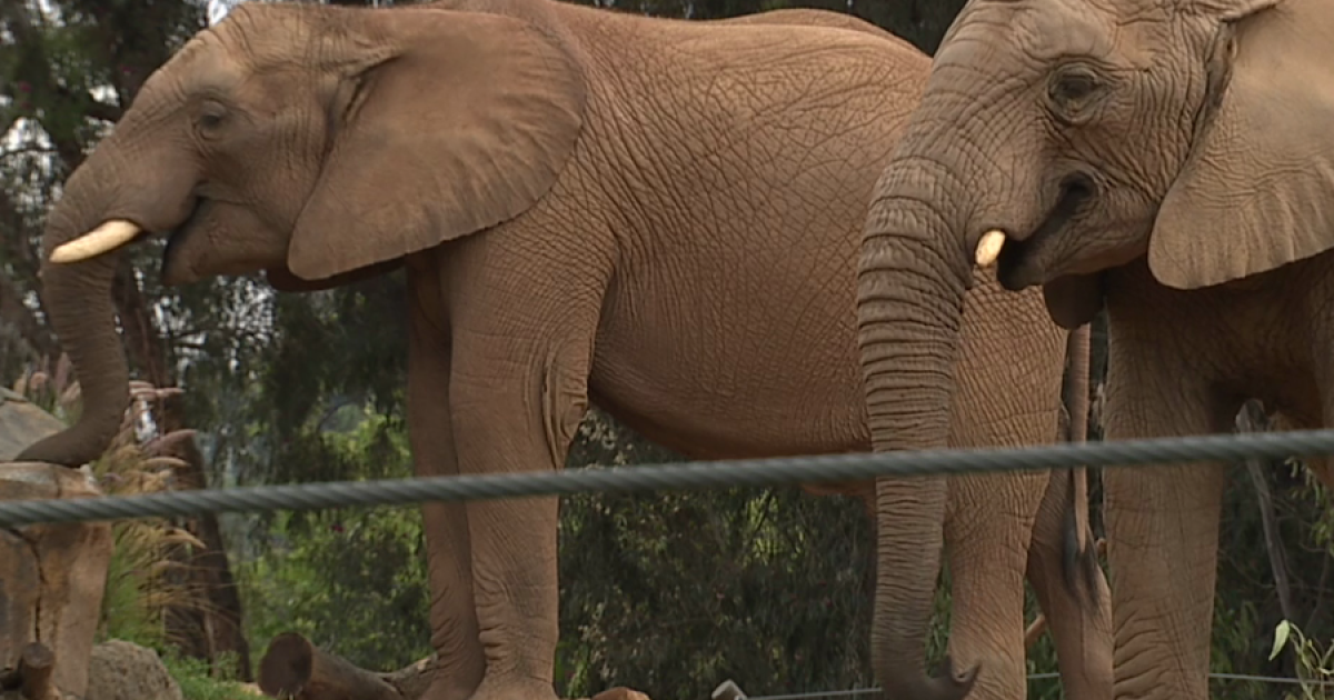 San Diego Zoo Safari Park in Escondido opens Denny Sanford Elephant Valley