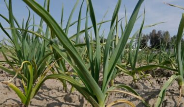 Daylight Saving Time sparks debate among Kern County farmers