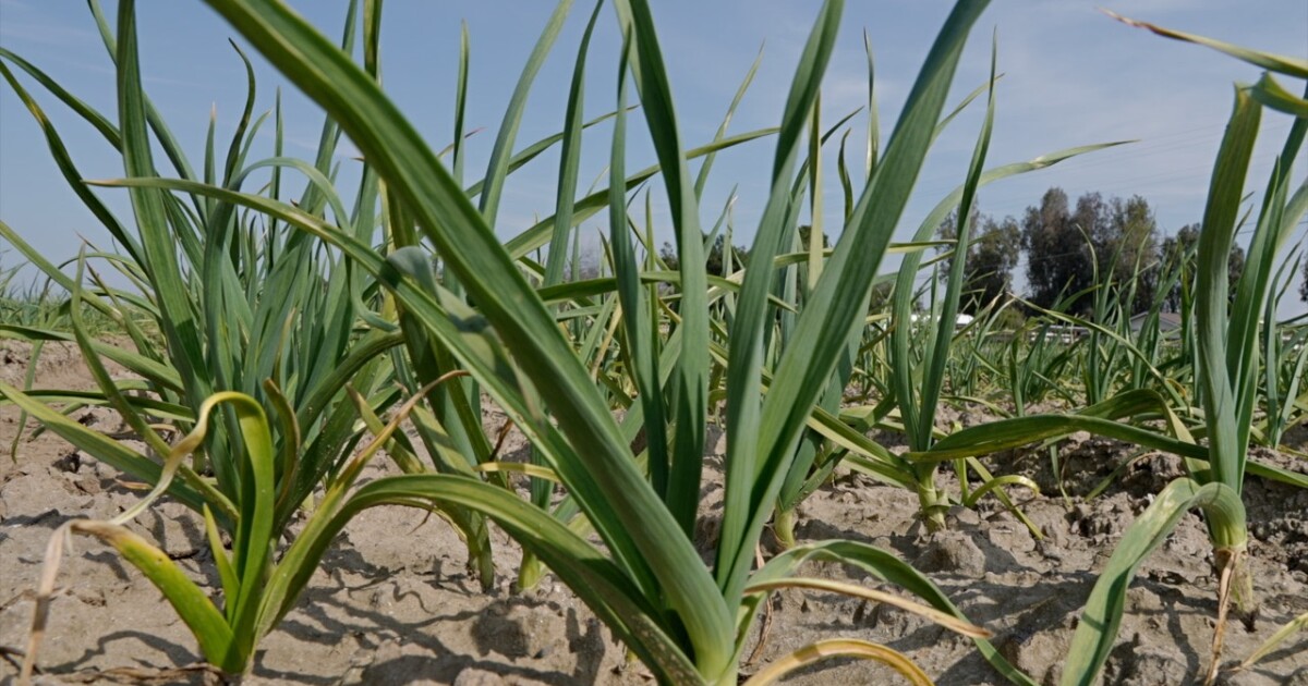 Daylight Saving Time sparks debate among Kern County farmers