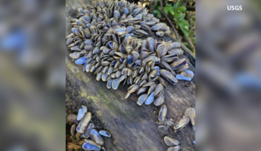 Invasive species poses serious threat to Kern's water