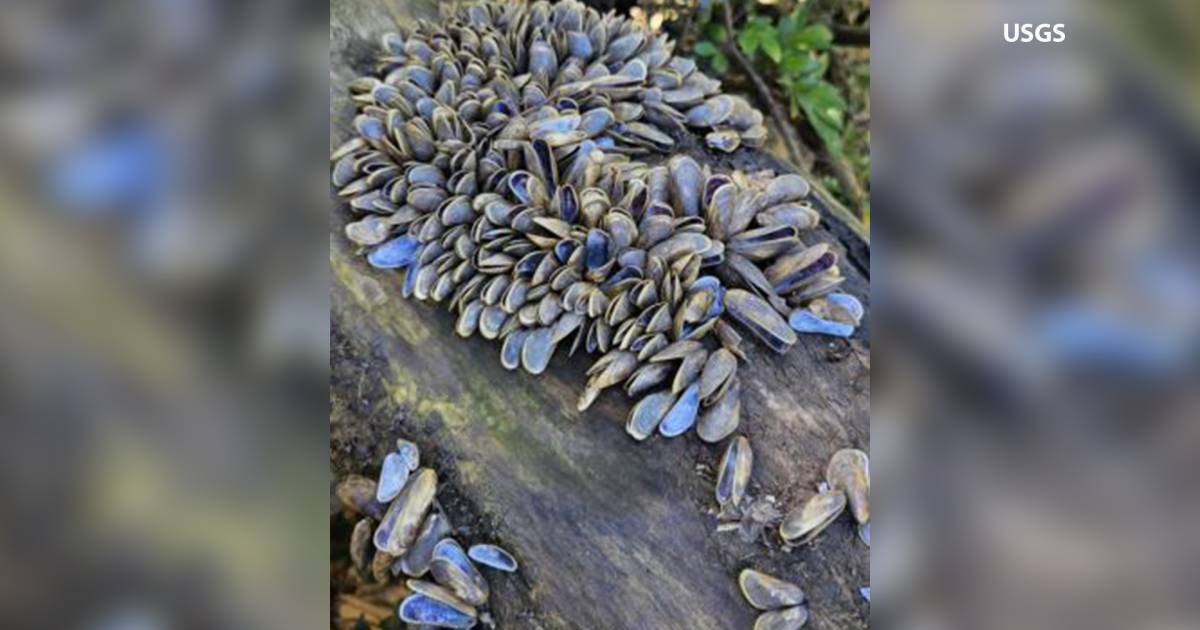 Invasive species poses serious threat to Kern's water