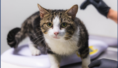 34 cats and kittens arrive at San Diego Humane Society from Stockton shelter