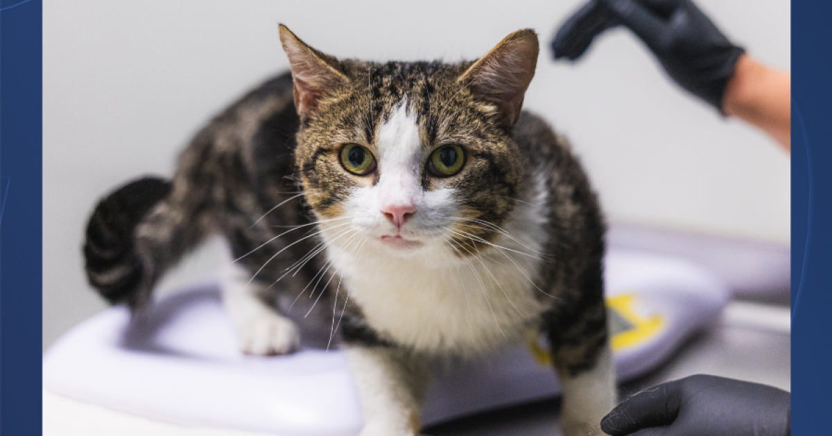 34 cats and kittens arrive at San Diego Humane Society from Stockton shelter