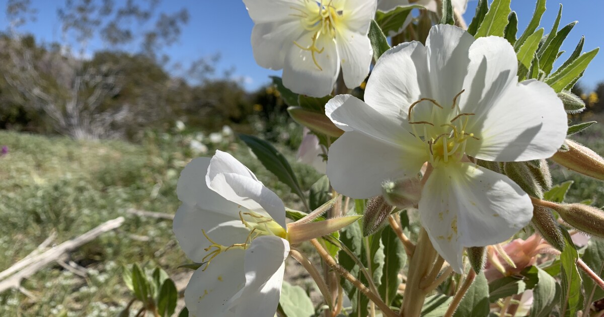 Anza-Borrego, Carlsbad Beach on ballot for California's best state parks