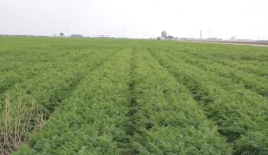 Economic issues plaguing farmers homegrown, not imported per farmers, ranchers