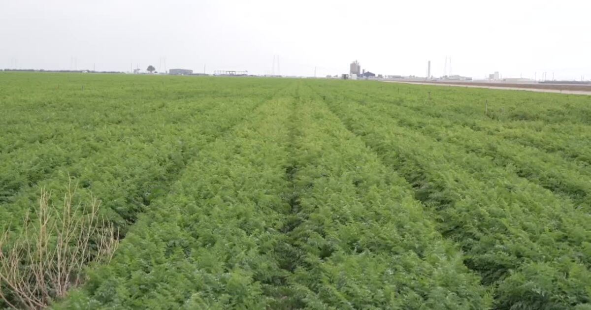 Economic issues plaguing farmers homegrown, not imported per farmers, ranchers