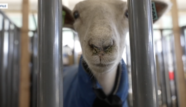 Kern County Fair Board promises livestock testing reforms