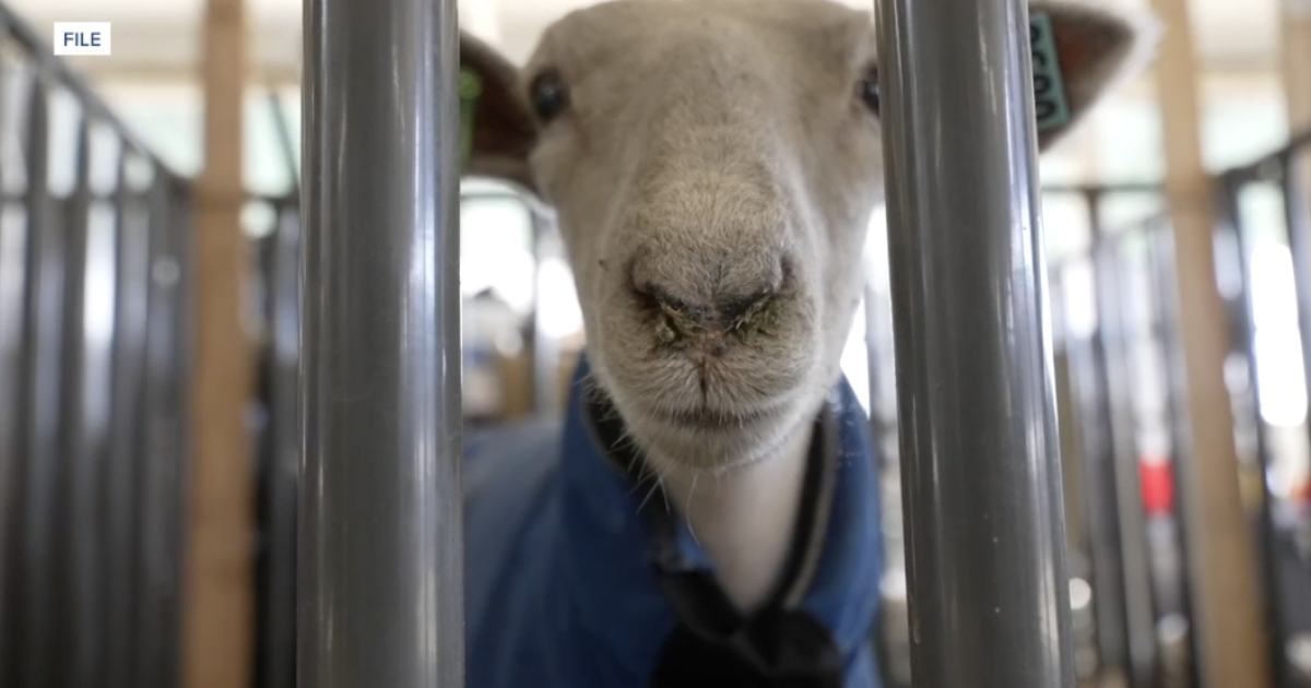 Kern County Fair Board promises livestock testing reforms