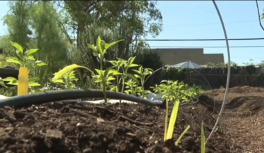 San Diego community garden cuts ties with Cesar Chavez to honor Dolores Huerta