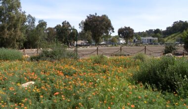 How Paradise Hills residents turned a former landfill into a native garden