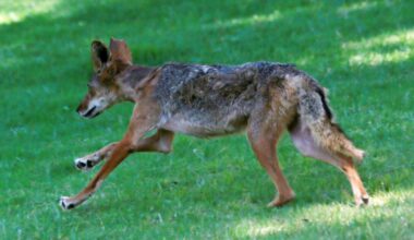 San Diego Humane Society Encourages Coexistence with coyotes