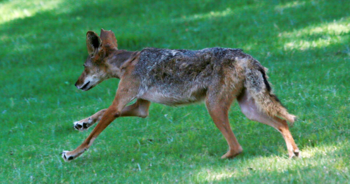 San Diego Humane Society Encourages Coexistence with coyotes