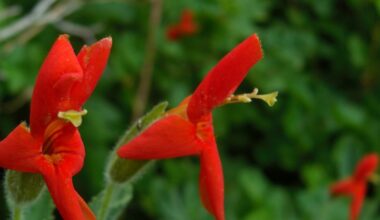 This little red California flower rapidly evolved to save itself from drought