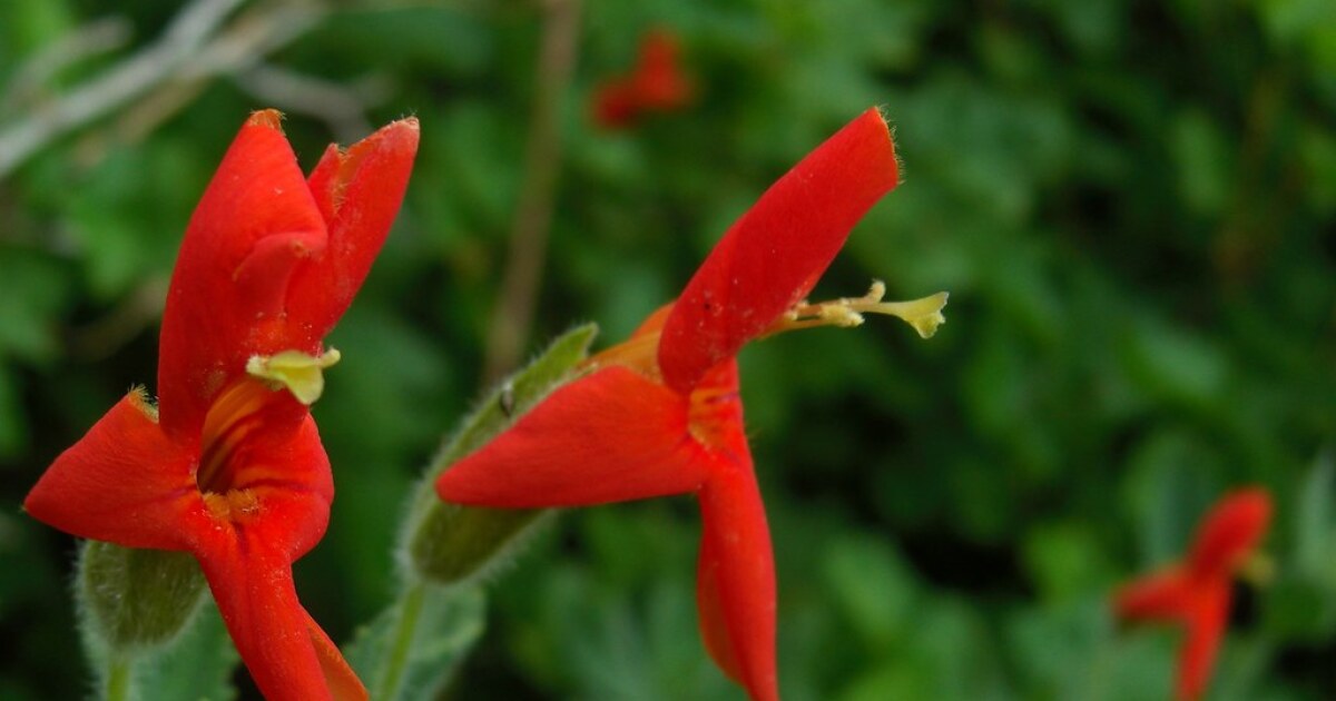 This little red California flower rapidly evolved to save itself from drought