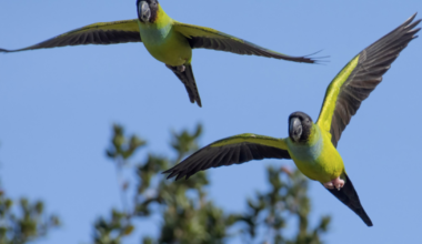 Did parrots cross the 101 Freeway? LA’s secluded nanday parakeets are now in Ventura County