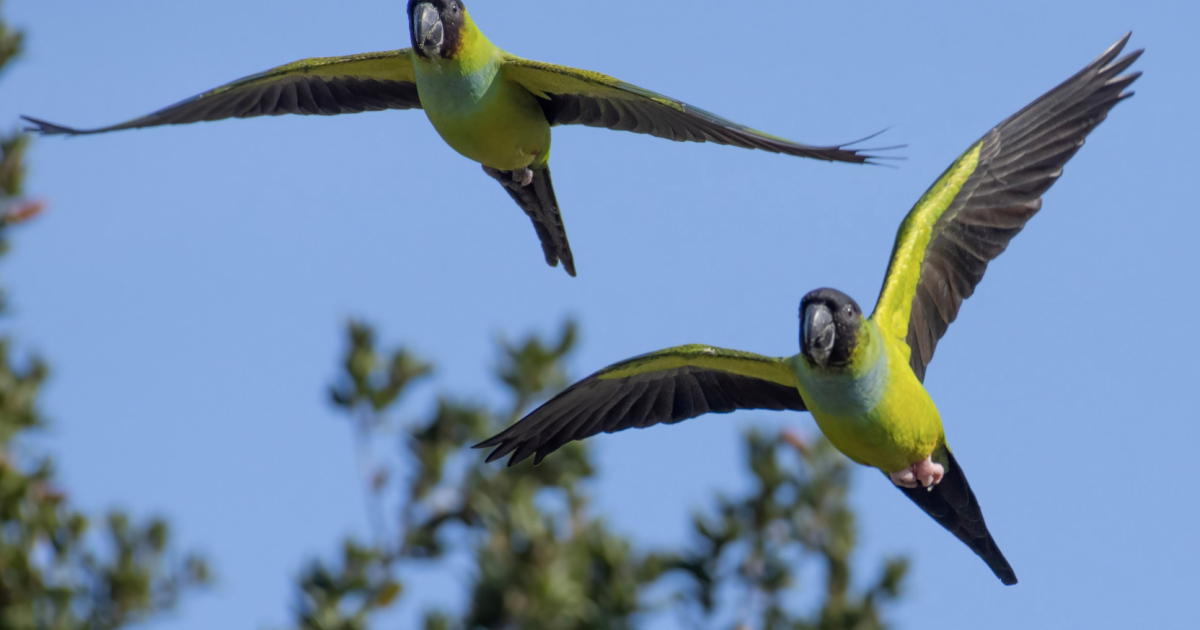 Did parrots cross the 101 Freeway? LA’s secluded nanday parakeets are now in Ventura County