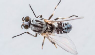 The San Gabriel Valley is dealing with a ton of black flies that bite. Here’s why and what to do