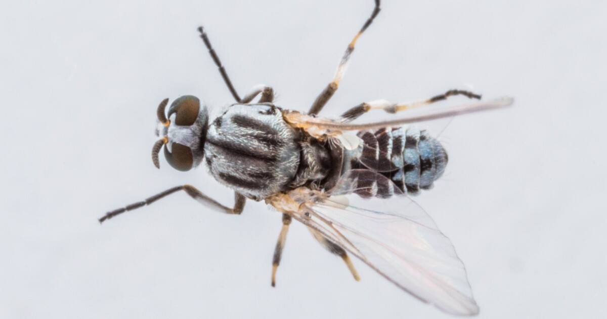 The San Gabriel Valley is dealing with a ton of black flies that bite. Here’s why and what to do