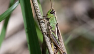 You are not alone in seeing more grasshoppers in LA. Just leave them be
