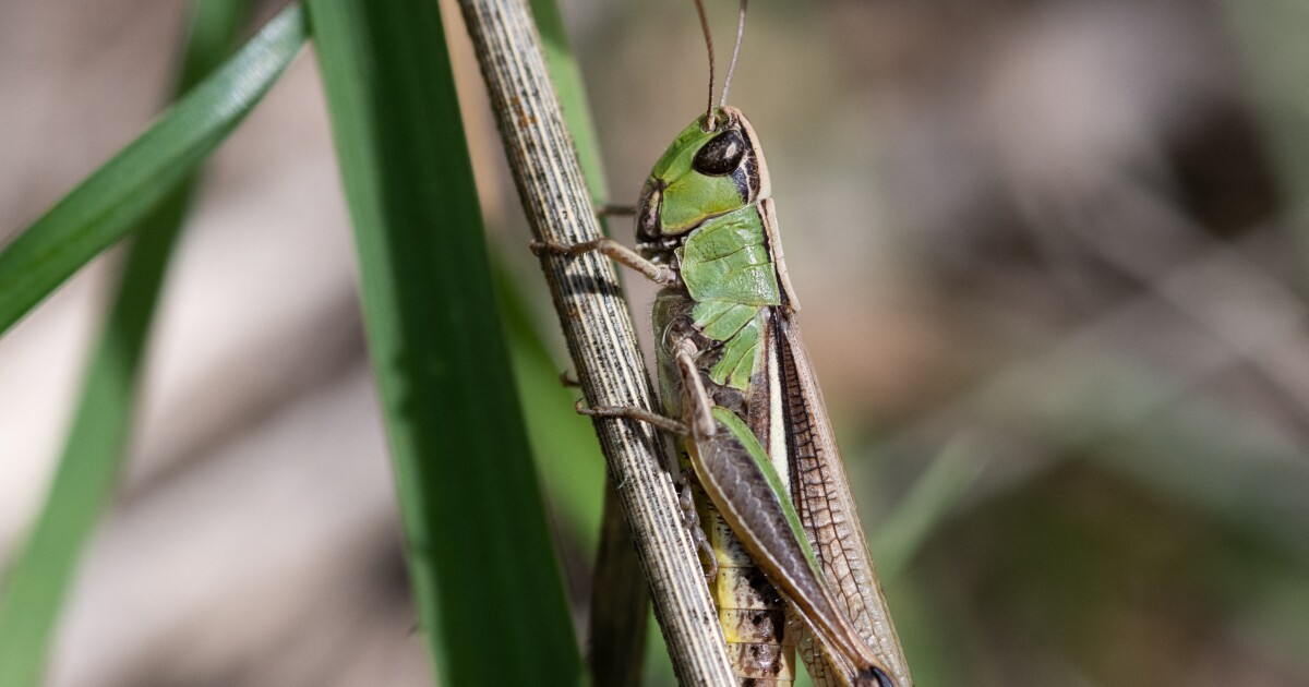 You are not alone in seeing more grasshoppers in LA. Just leave them be