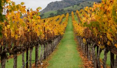 Why California’s wine industry is being crushed