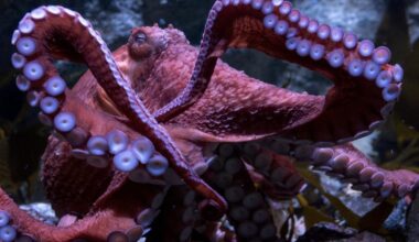 Ghost, SoCal's beloved giant Pacific octopus in Long Beach, has died