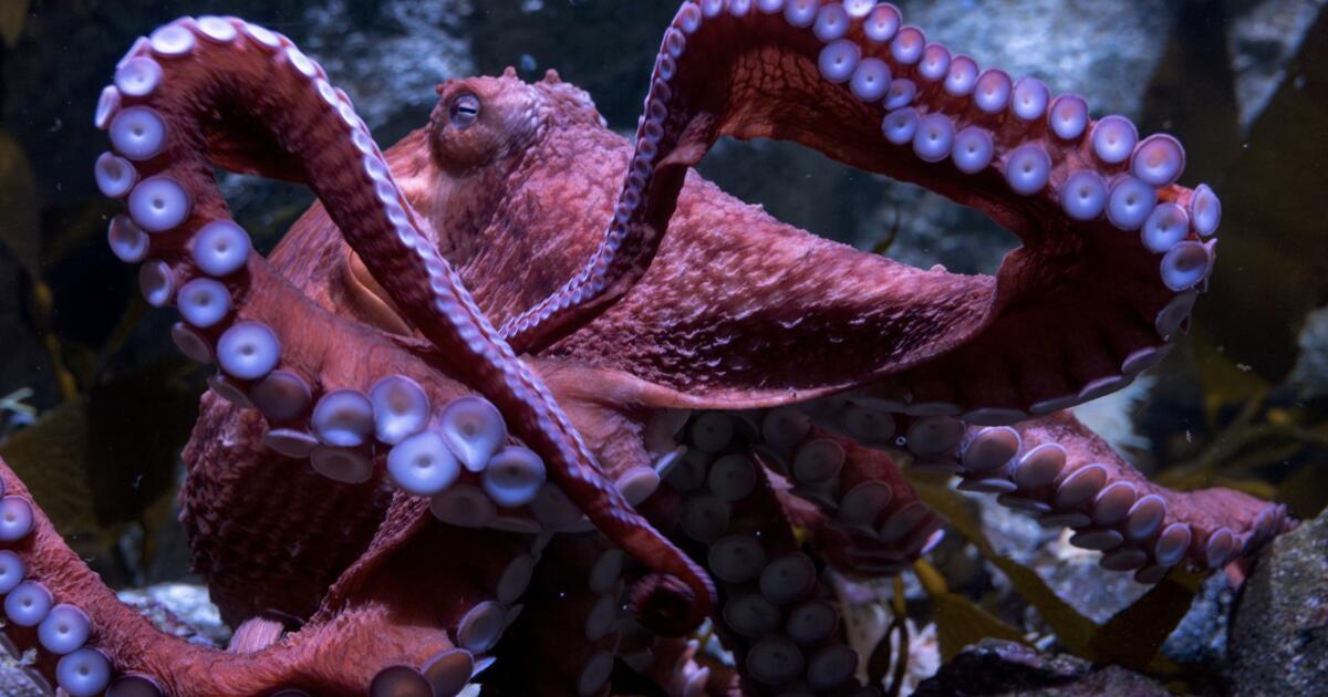 Ghost, SoCal's beloved giant Pacific octopus in Long Beach, has died