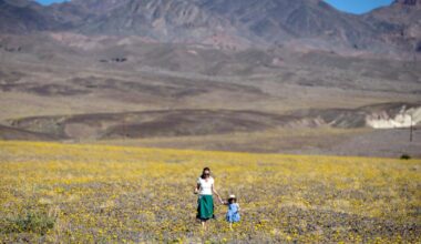 California desert wildflowers are putting on a show: Where to see them