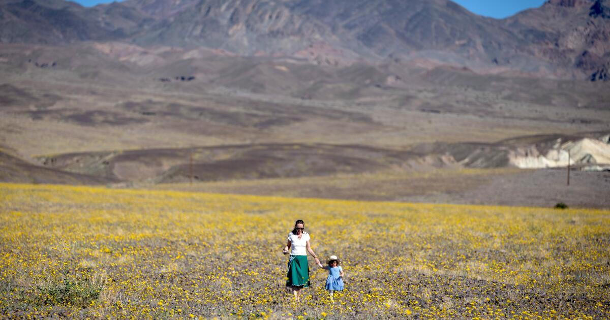 California desert wildflowers are putting on a show: Where to see them
