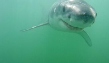 8-foot shark circles Newport Beach surfer; 'very sharky summer' ahead