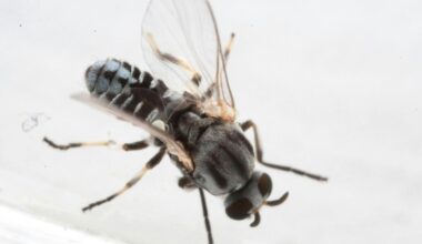 San Gabriel Valley sees unusual surge in eye-biting black flies