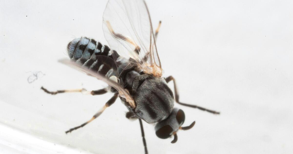 San Gabriel Valley sees unusual surge in eye-biting black flies