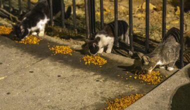 PETA offers reward for tips on South L.A. cat shootings