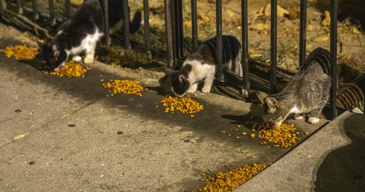 PETA offers reward for tips on South L.A. cat shootings