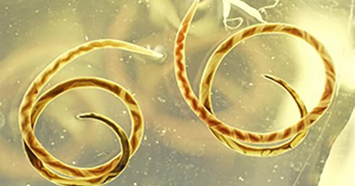 The neuro disease rat lungworm has reached California