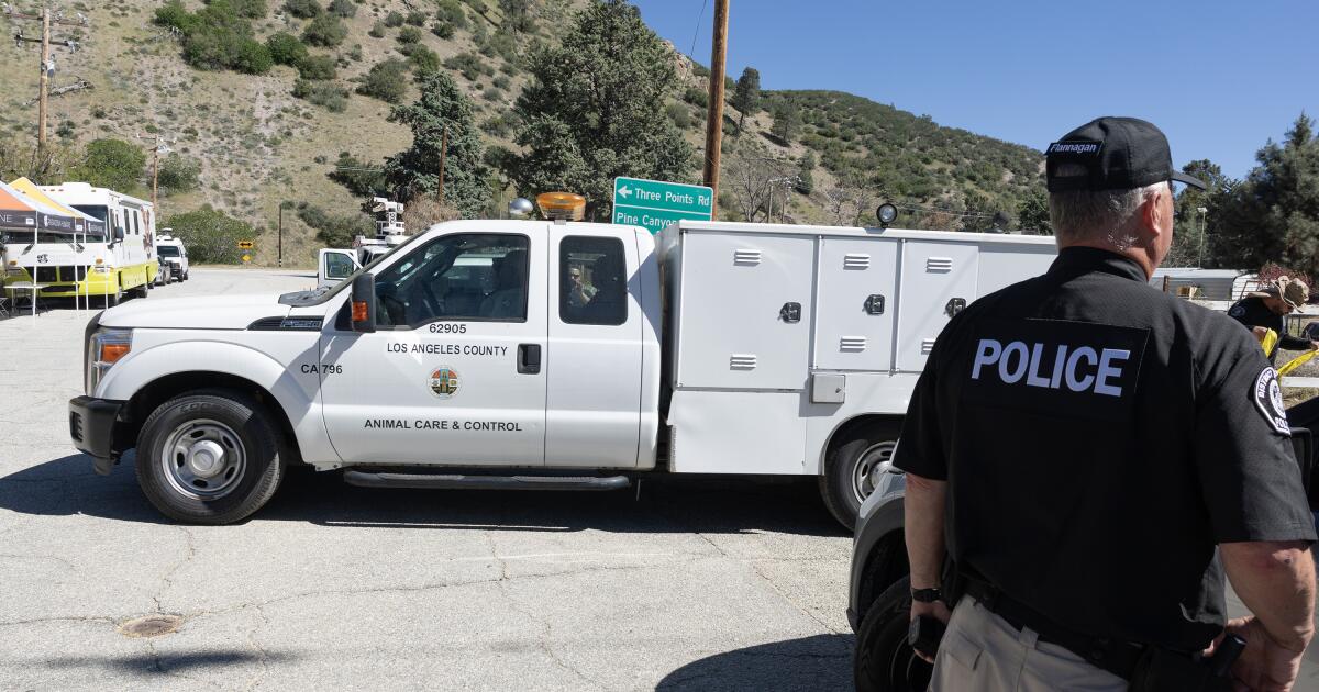 Animal rescue at center of enforcement operation says dogs hurt amid seizure