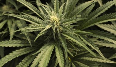 L.A. cannabis businesses owe $400 million. The city may get only $30 million