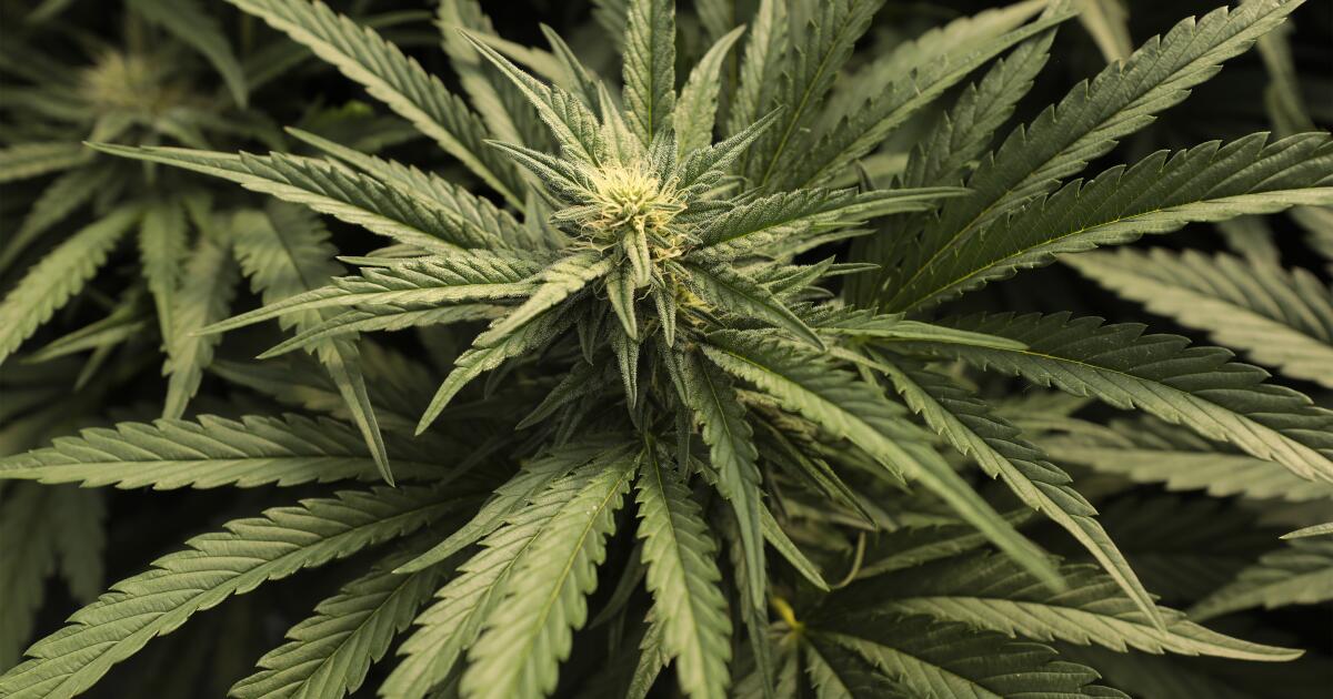 L.A. cannabis businesses owe $400 million. The city may get only $30 million