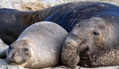 H5N1 bird flu spreads to sea otters and sea lions along San Mateo coast, wildlife experts say