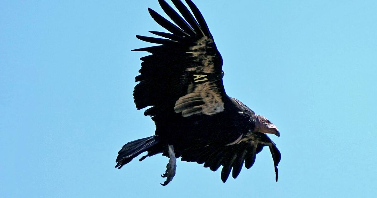 This condor couple may be tending to first egg in Northern California in a century