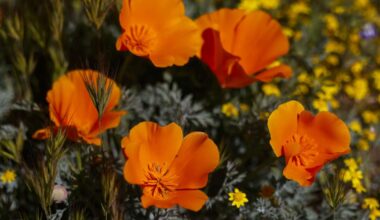 Don’t want to miss Antelope Valley poppy bloom? Now there’s a forecast