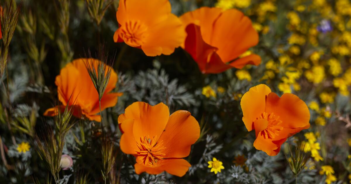 Don’t want to miss Antelope Valley poppy bloom? Now there’s a forecast